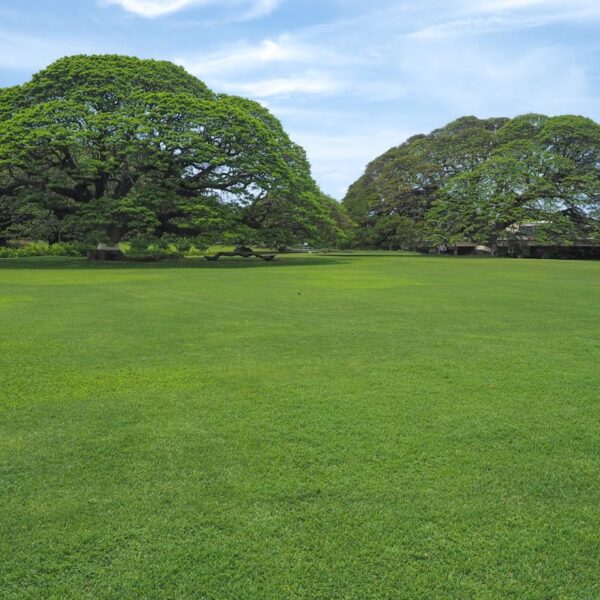この木なんの木のモアナルア・ガーデンズ・パークで魚眼レンズ写真を撮りまくる
